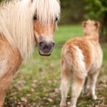 pouliche cheval miniature